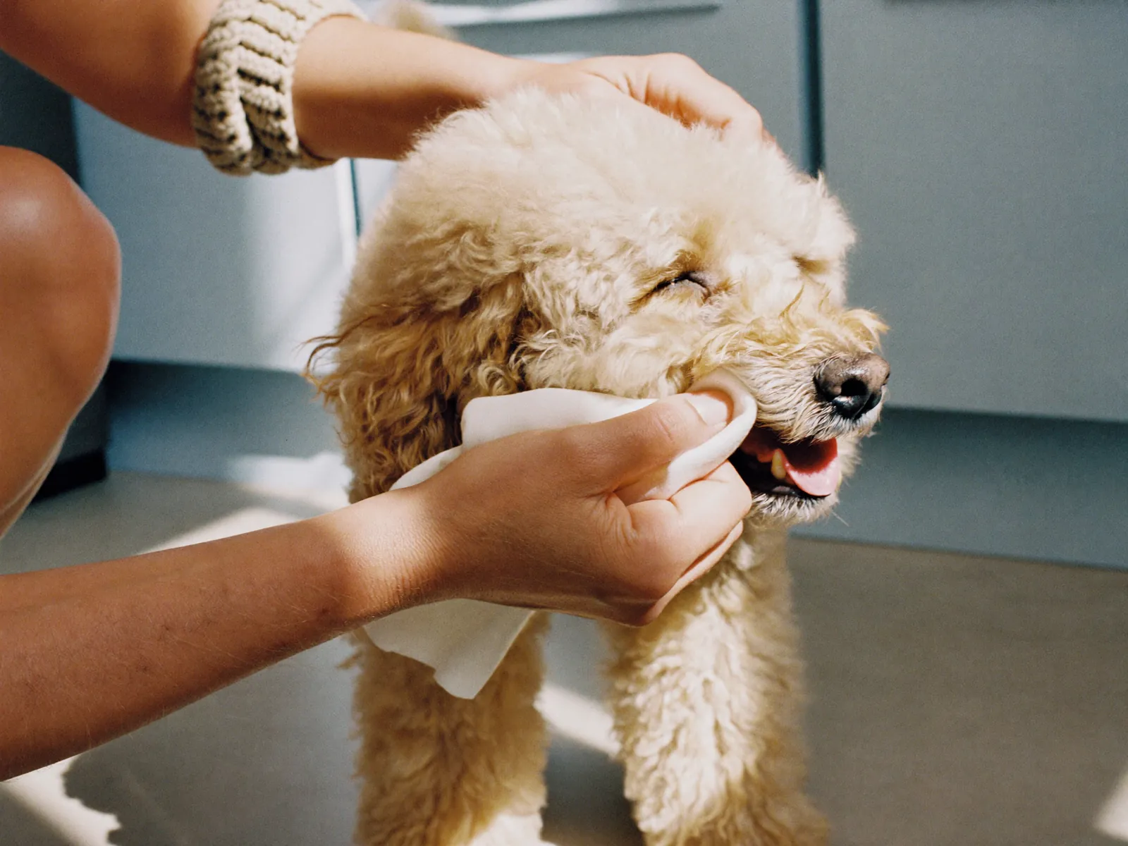 Hands wiping a cream dog’s muzzle.